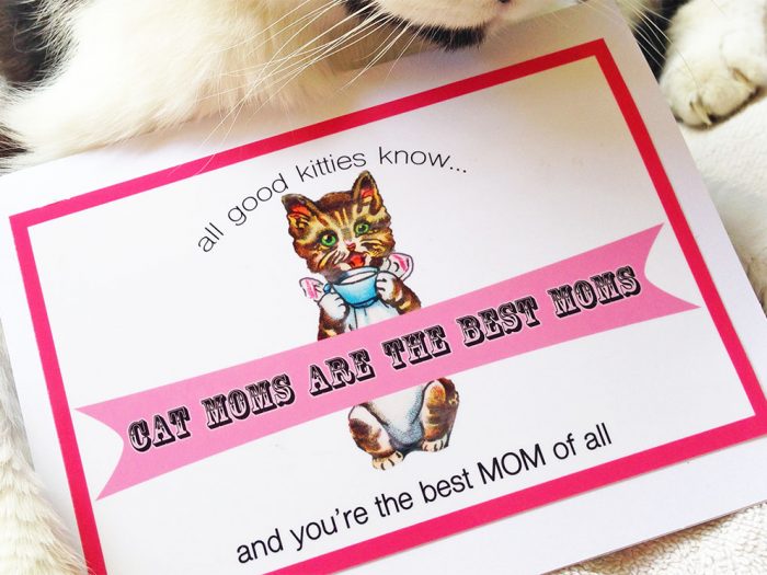 Cat Moms Are the BEST Moms Greeting Card