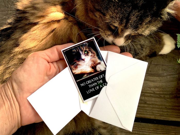 Because Cats MiniCards